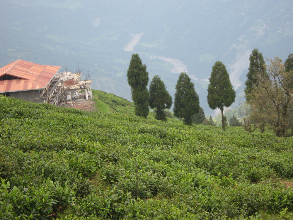 Temi Tea Garden Namchi West Sikkim tour