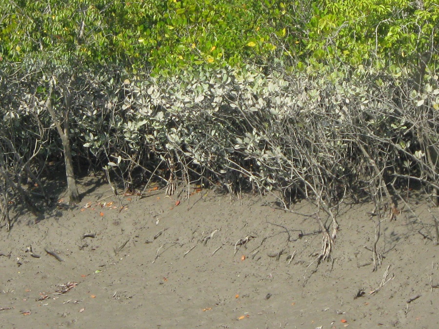 Mangroves in Sundarban national park
