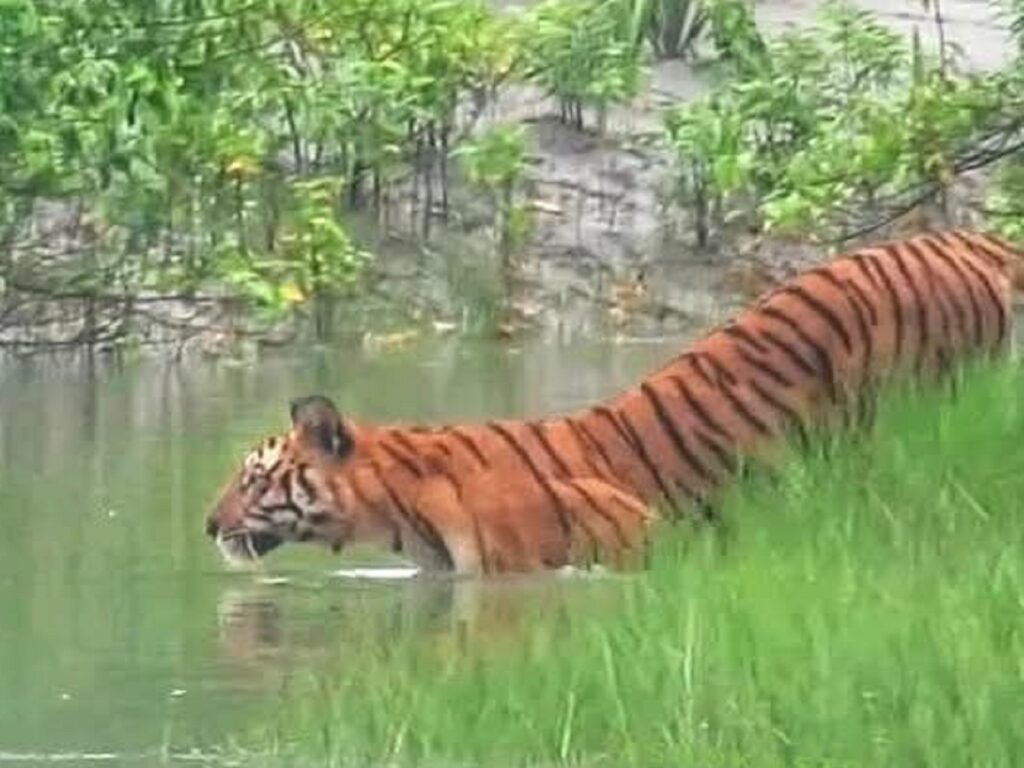 Royal bengal tiger sundarban tour