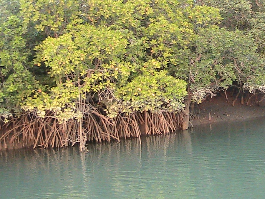 SUndarban Mangrove forest tour