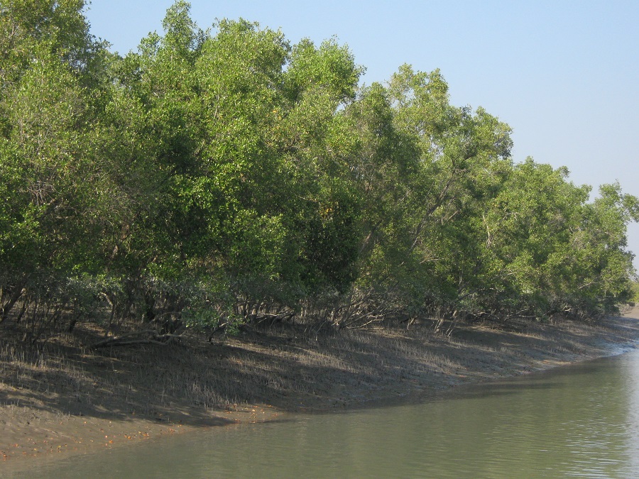 Sundarban River side mangrove forest