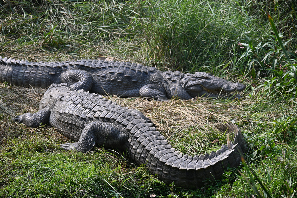 Sundarban 3 Nights 4 Days Tour frm Kolkata
