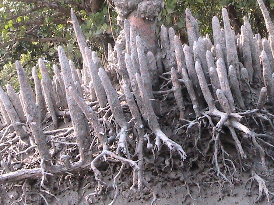 Roots of Mangroves in Sundarban