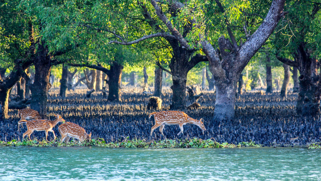 Deears are in Sundarban forest Day tour