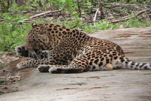 Leopard in Khayerbari Leopard rescue center