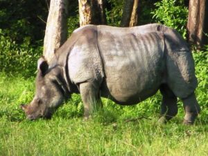 One Horned Rhino in Jaldapara forest Dooars Safaro