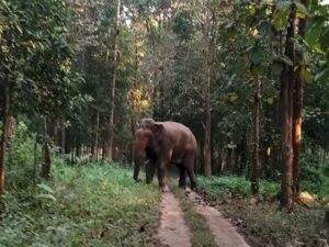 Dooars Tour Plan 3 Nights 4 Days | Best Dooars Package from Kolkata