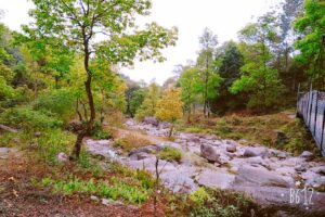 Dooars Tour Plan 4 Nights 5 Days from Kolkata | Best Package