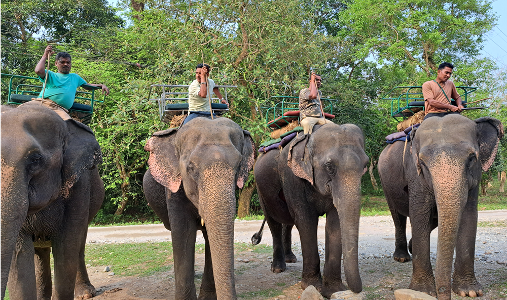 Jaldapara Elephant Safari ride