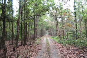 Dooars Tour Package 5N 6D from Kolkata | Best Dooars Holiday