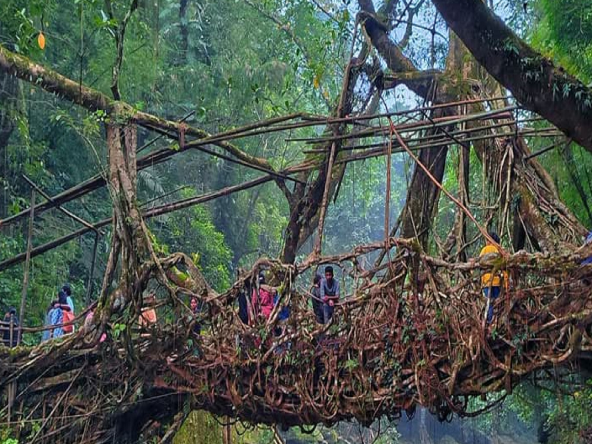 Natural Root Bridge in Meghalaya, Assam Meghalaya tour plan