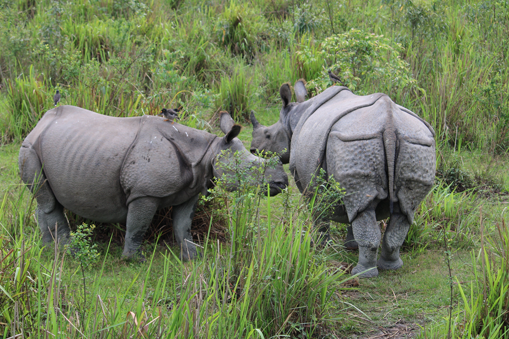 Kaziranga Rhino in Kaziranga forest tour