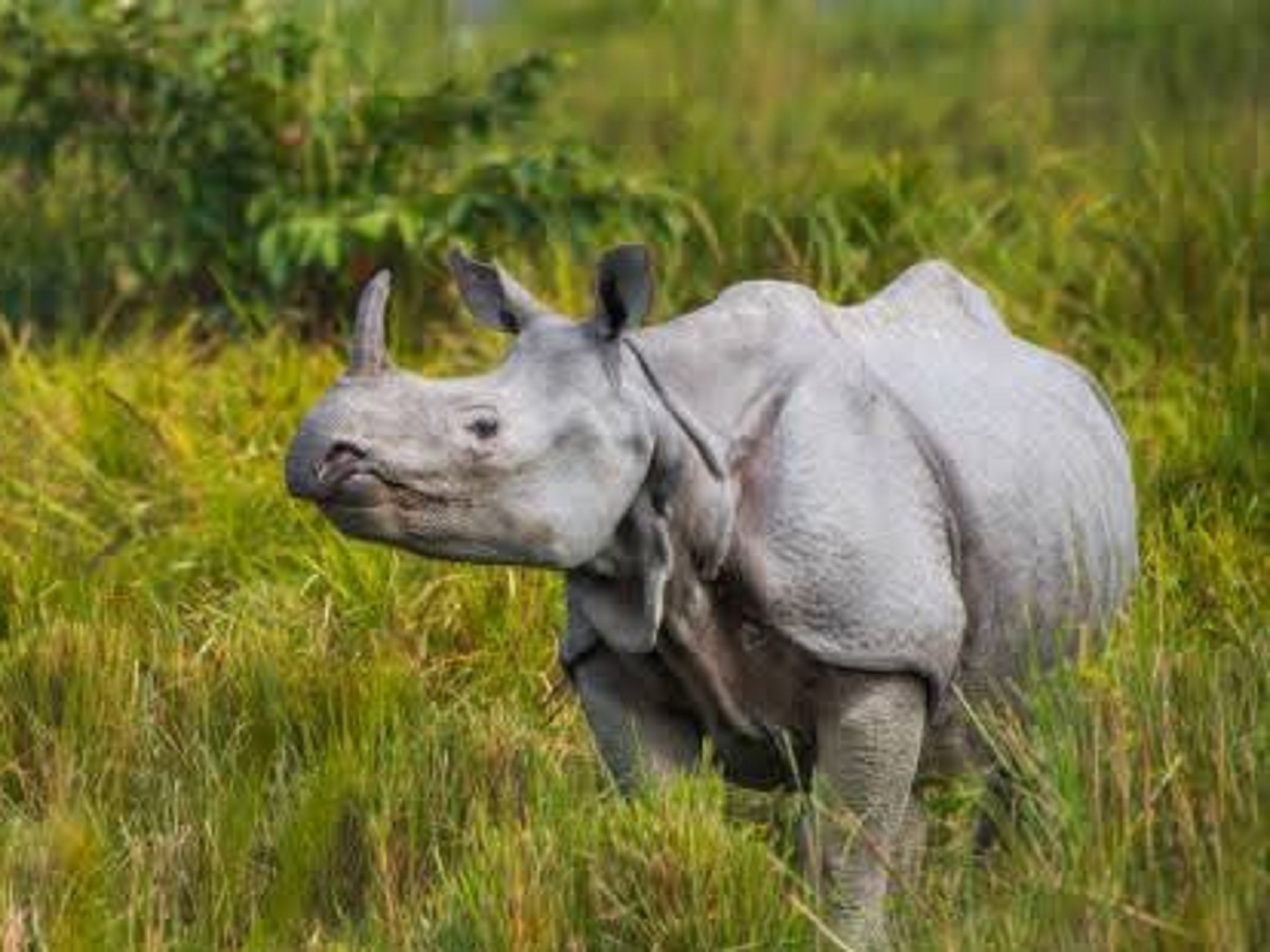 Rhino in Kaziranga national park,North East tour
