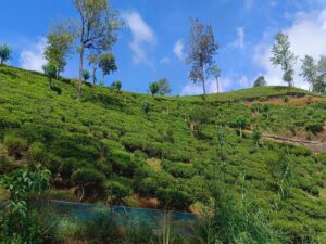 Tea garden Nuwara eliya, Srilanka tour