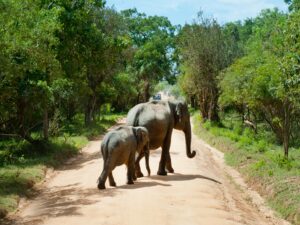 ELephant in yala national Park Srilanka