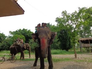 Elephant safari in Chitwan forest
