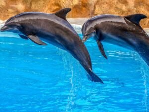Safari world and Marine park dolphin show