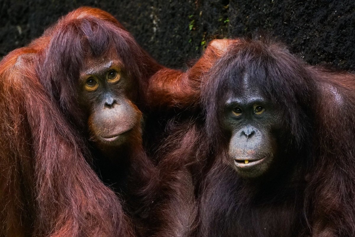 Orangutans in sarawak borneo, malaysia tour