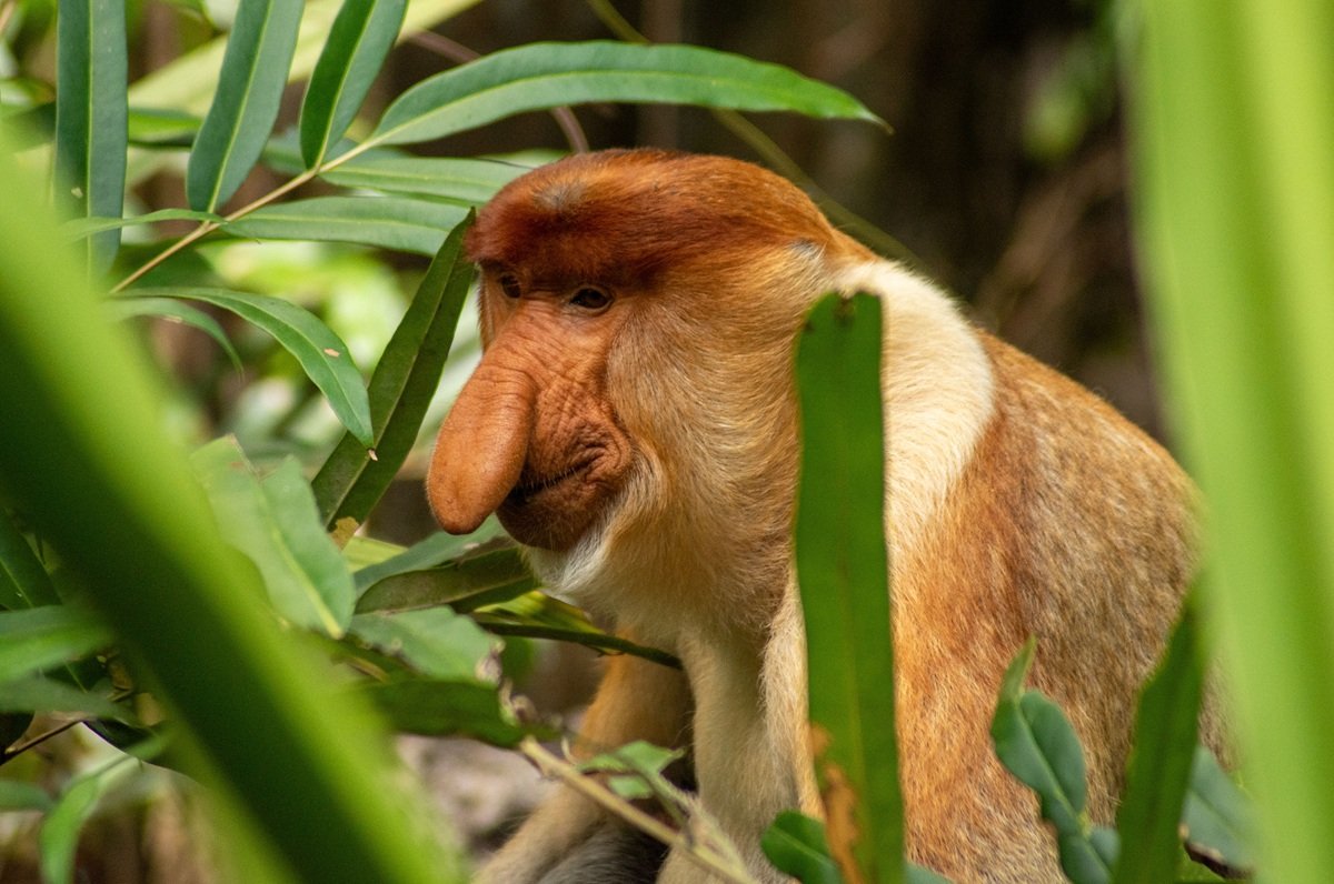 Proboscis monkey in Borneo sarawak tour from Malaysia