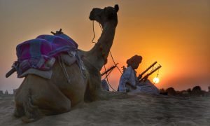 Camel on the desert of Rajasthan in sunset time