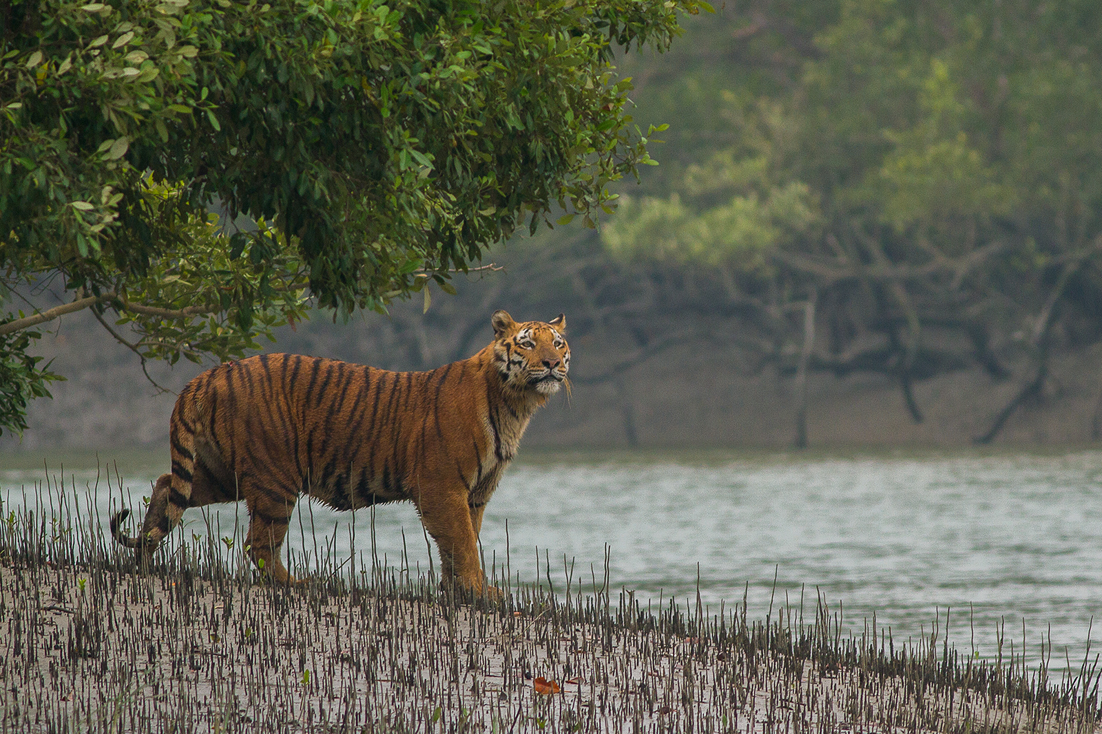 Wildlife