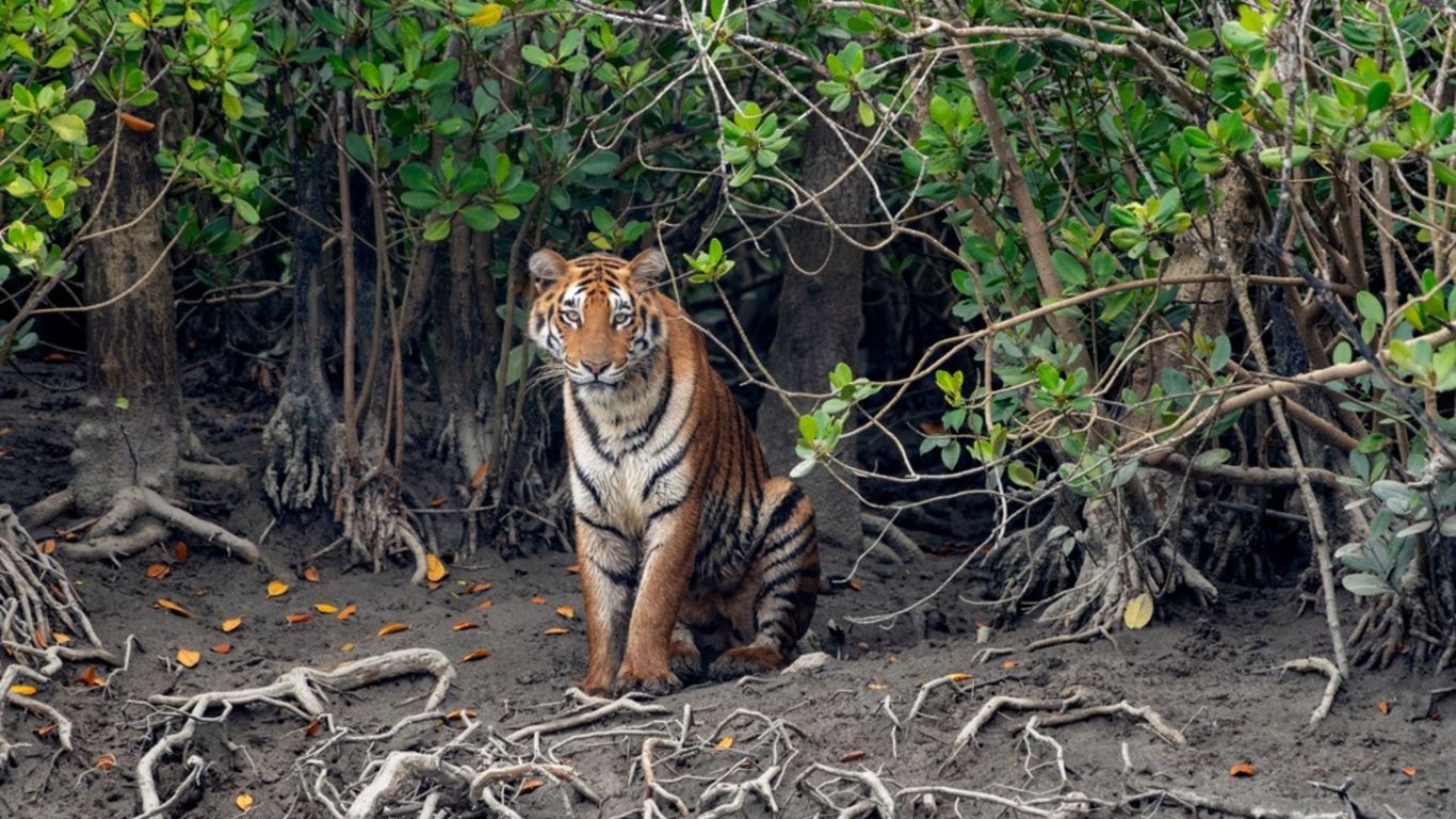 Wildlife