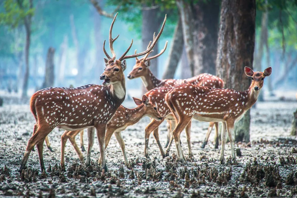 Wildlife