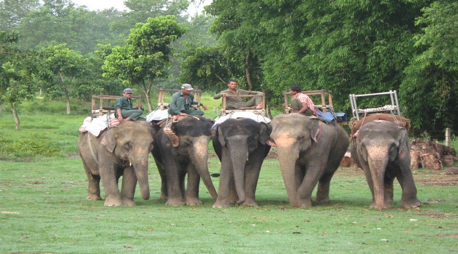 Elephants in nepal-chitwan tour