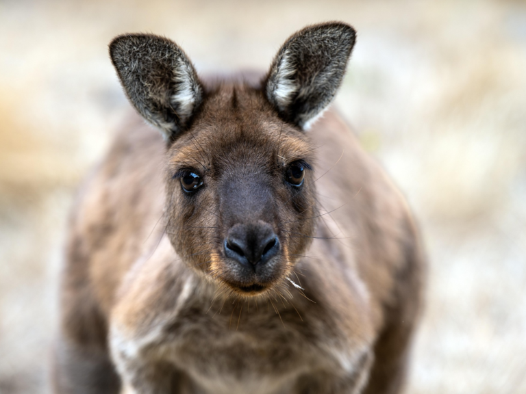 Kangaru in Australia