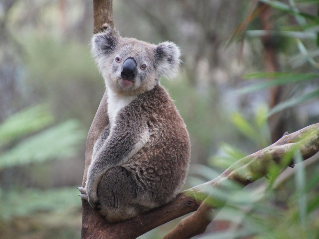 Koala in Austalia trip