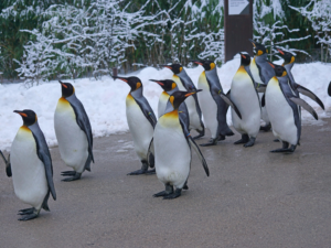 Panguine parade in Philip island australia tour