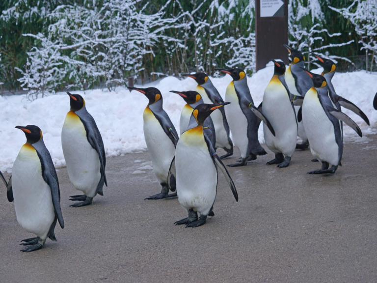 Panguine parade in Philip island australia tour