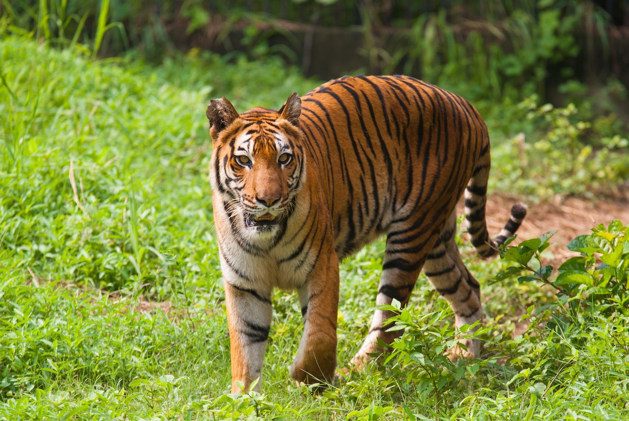 Bangladesh Sundarban