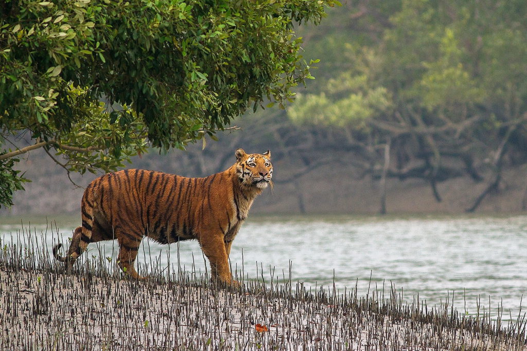 Sunderban tiger