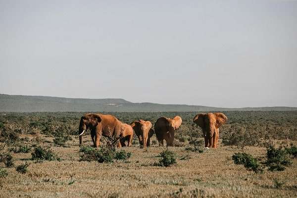 Elephants in Kenya safari