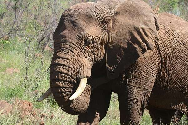 wild elephant in Amboseli national park game drive