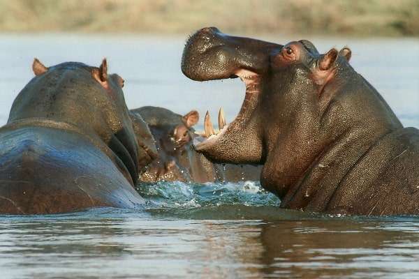 Hippopotamus in Kenya Tanzania tour package