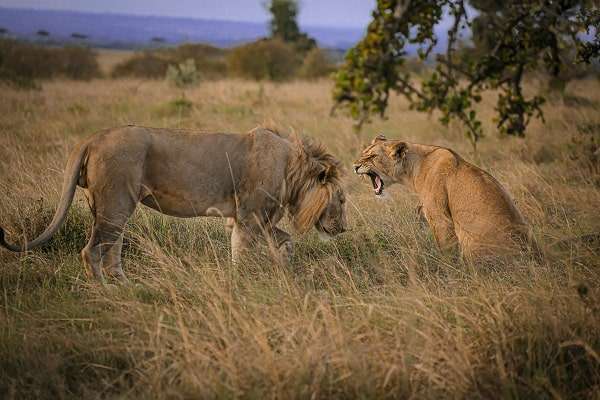 lion in Amboseli tour