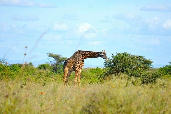 Nairobi National park game drive giraffe