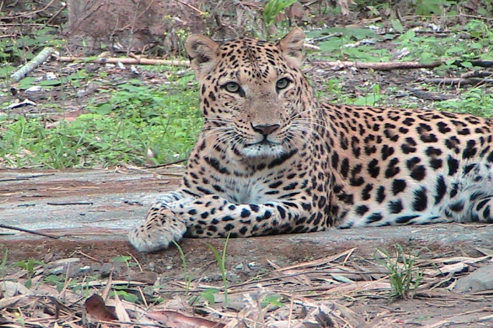 Tiger seating in Buxa Dooars