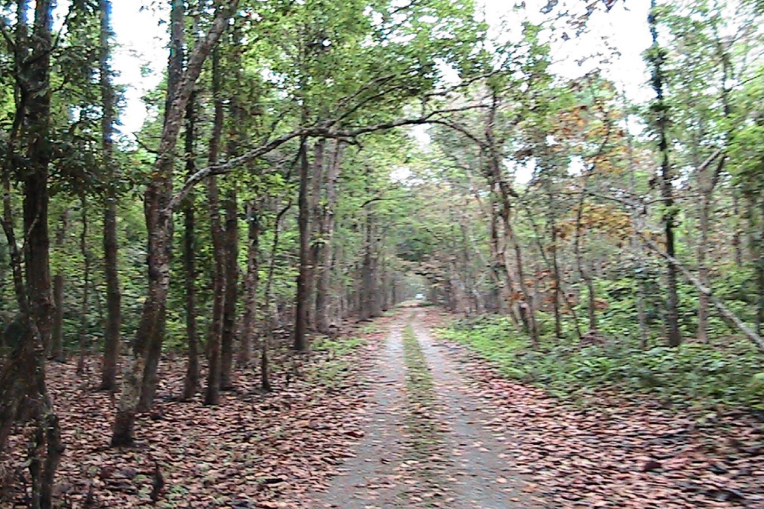 chilapata jungle train in dooars package