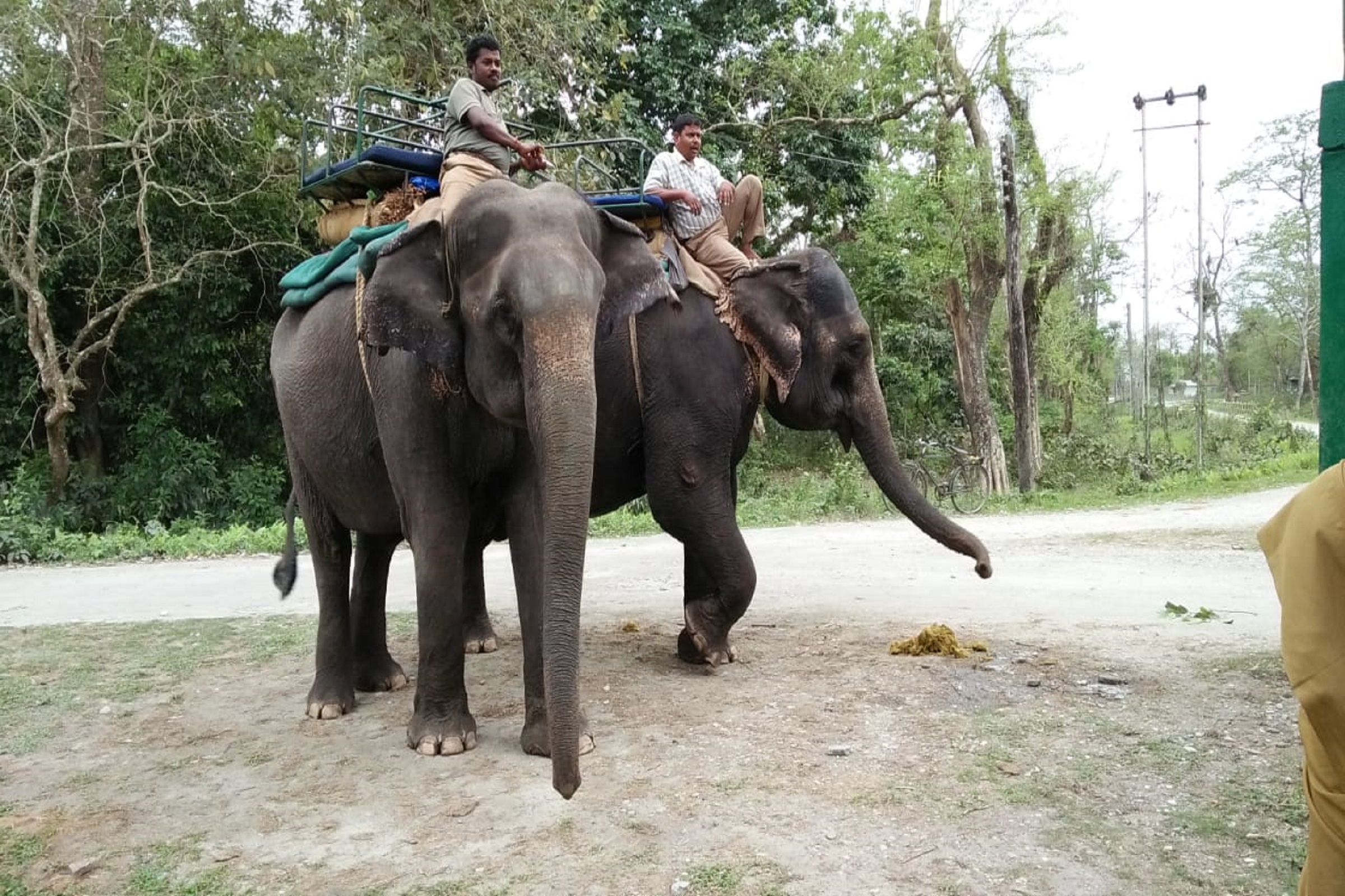 Elephant safari in Dooars tour