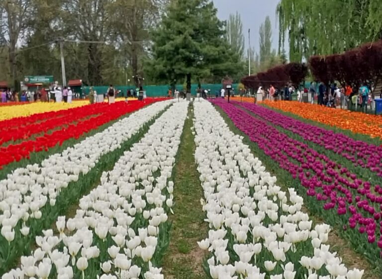 Srinagar Tulip Garden kashmir