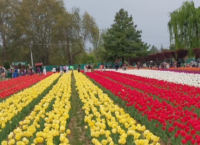 Tulip-garden-in-Srinagar-Kashmir