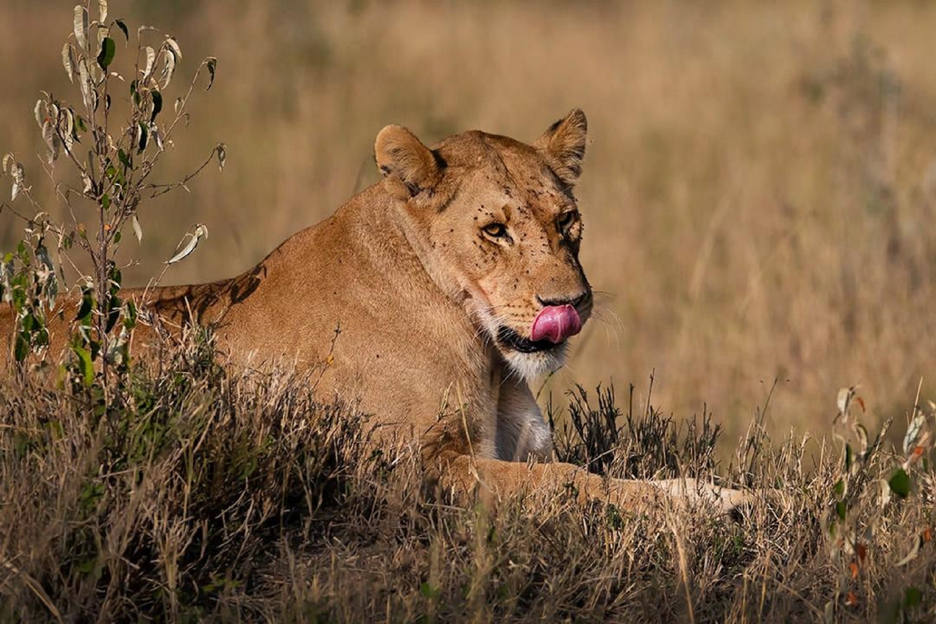 lion seating in Tanzania lion seating in Tanzania
