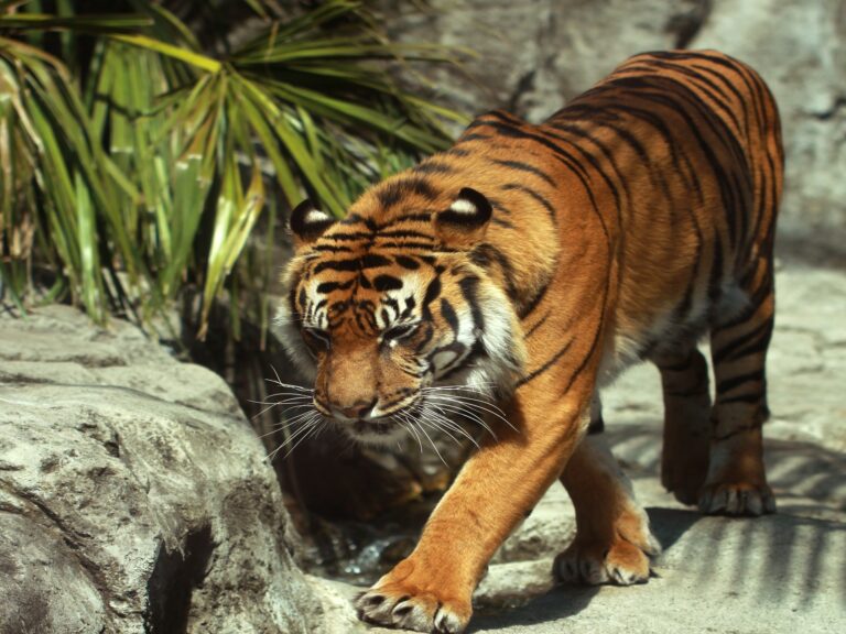 pench 1 night 2 days package