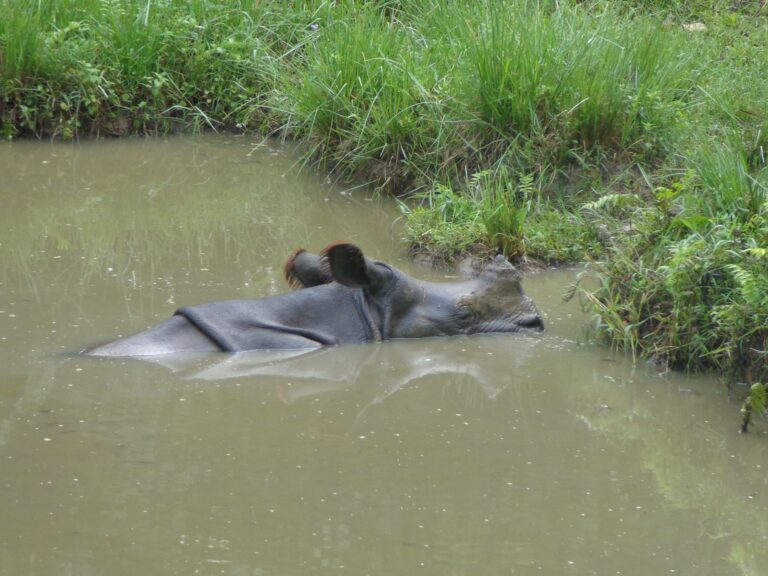 Ryno=Chitwan-Nepal