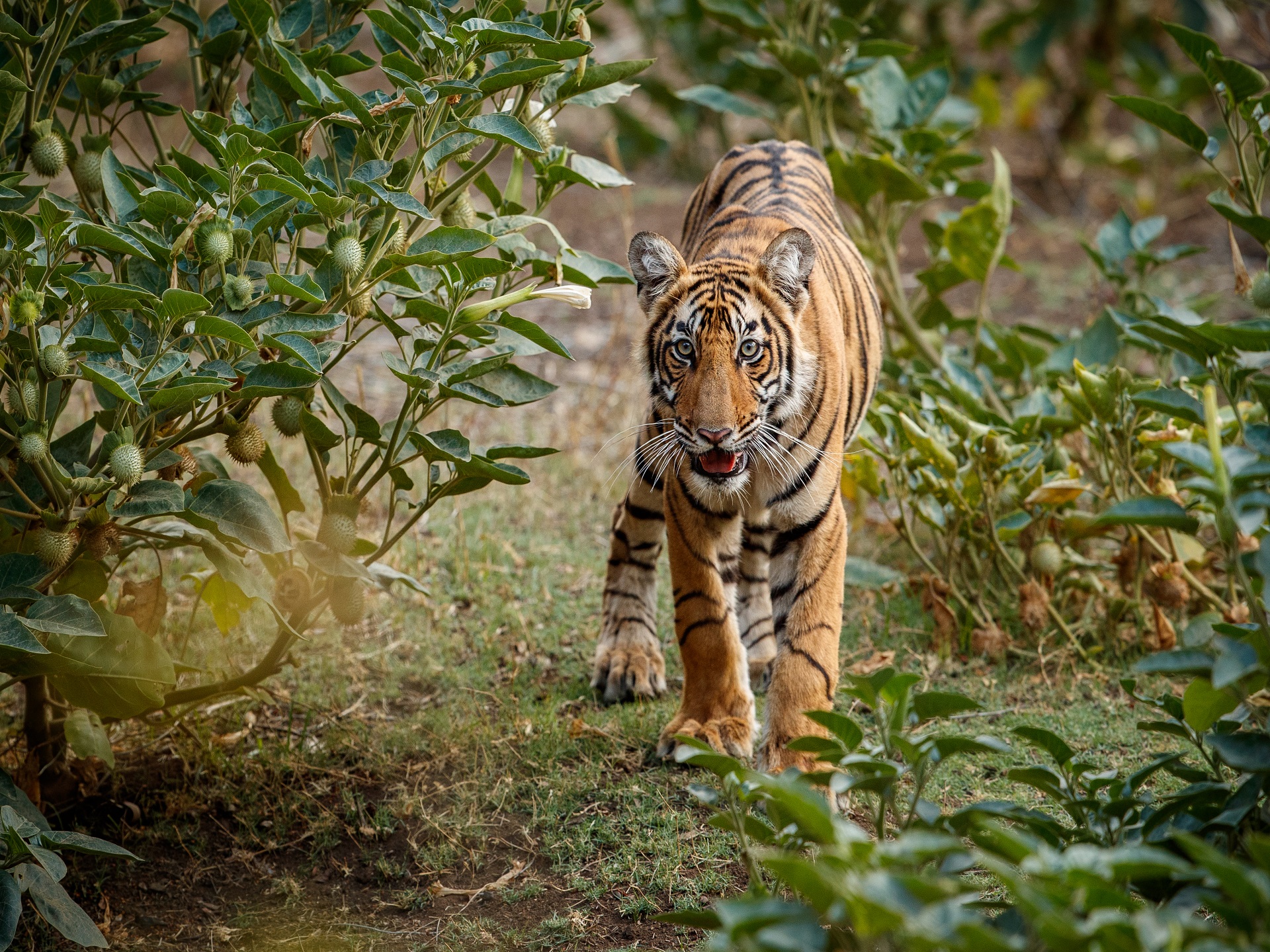 tadoba pench 3 nights 4 days package