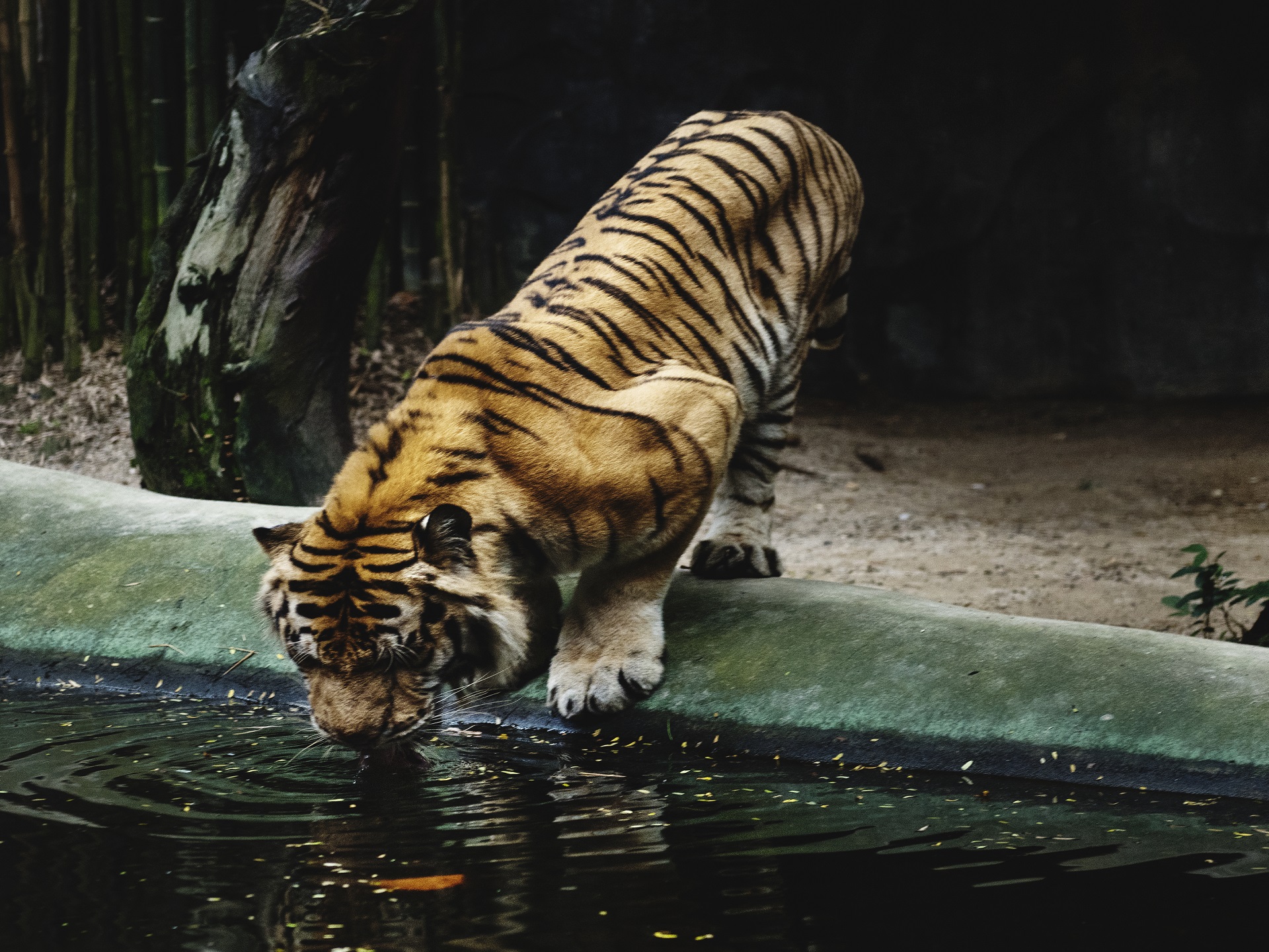 tadoba family packages