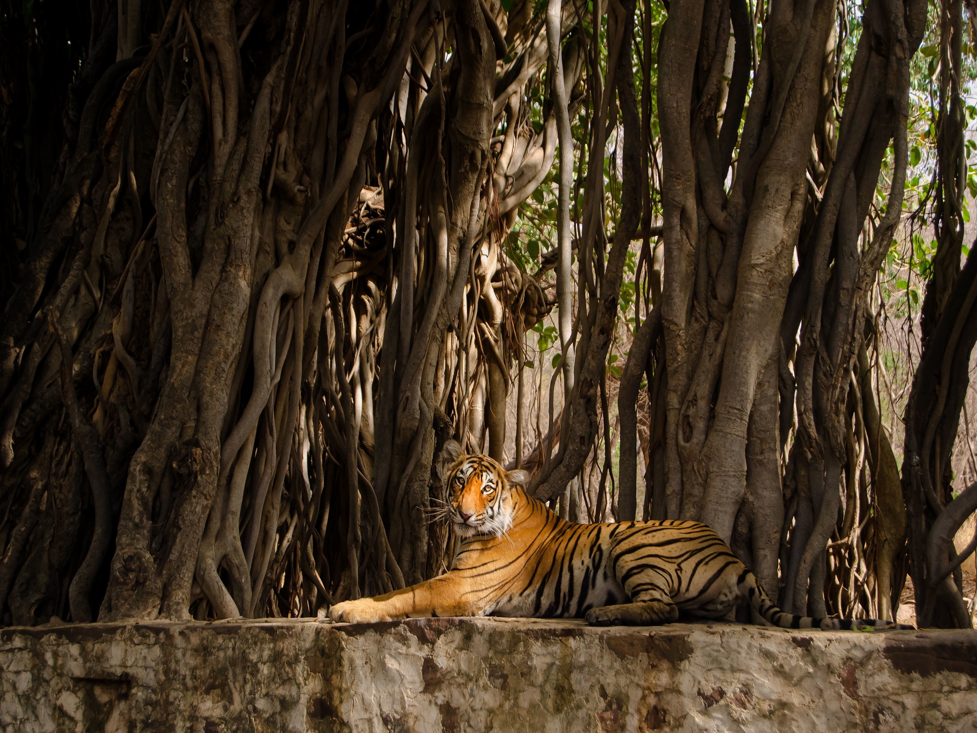 tadoba pench 4 days package